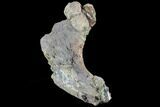 Partial Hadrosaur Rib With Crocodile Coprolite - Texas #88721-4